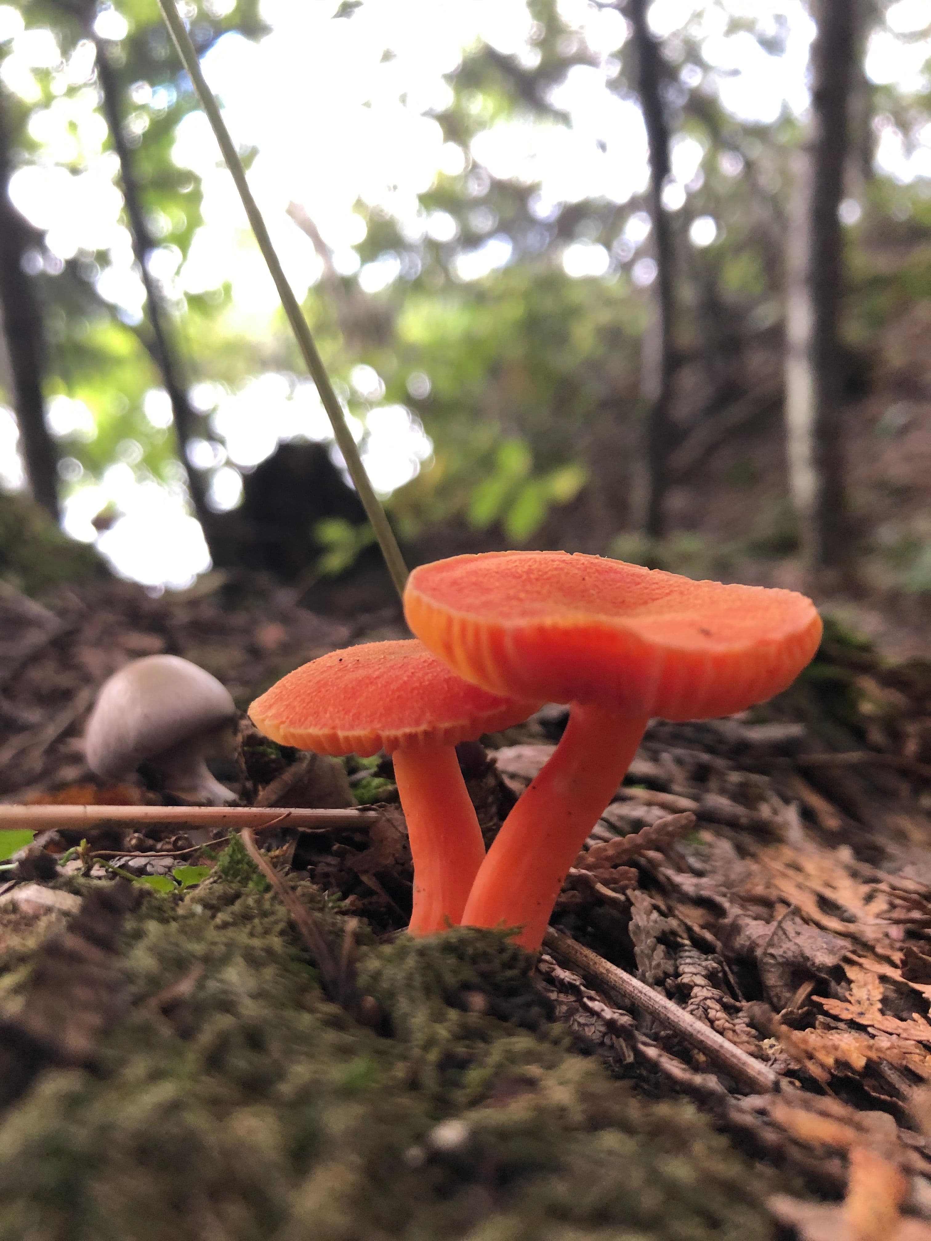 The Orange Couple in the Fall - view 1